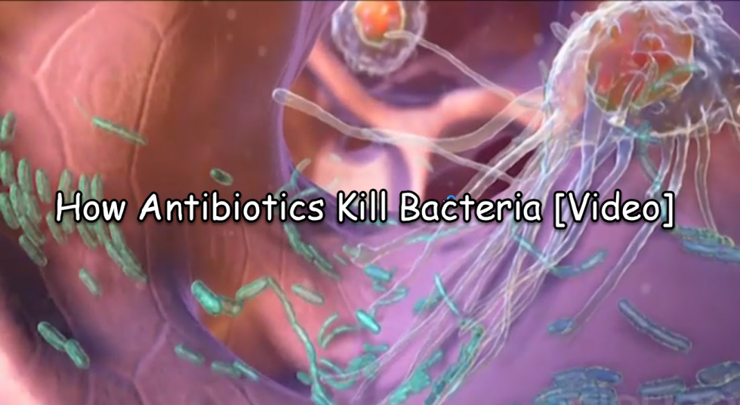 How Antibiotics Kill Bacteria [Video]