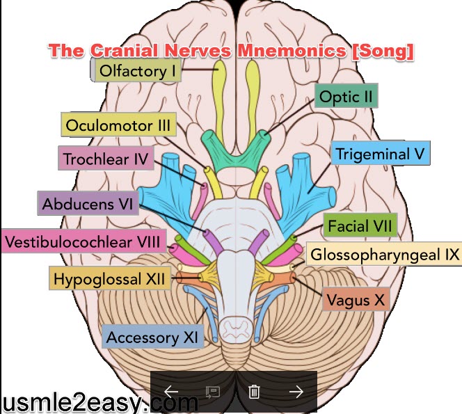 How to Remember The Cranial Nerves Mnemonics